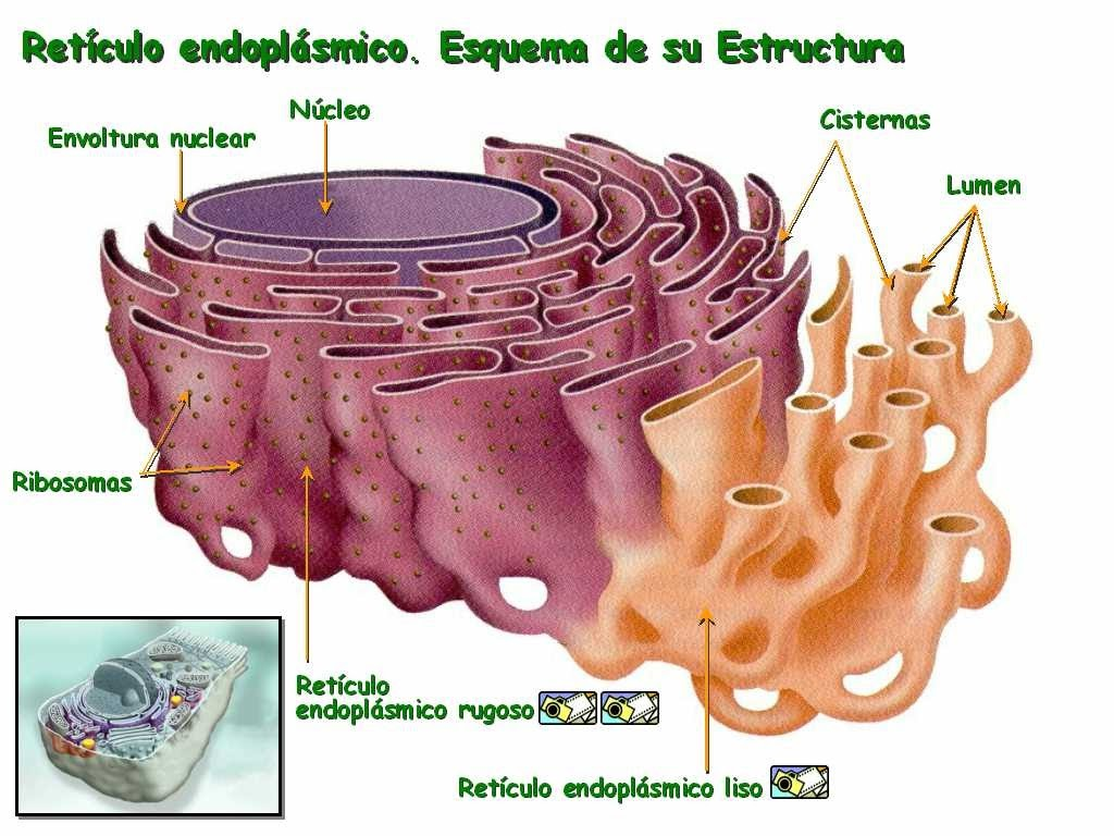 4. La celula eucariota Aparecen más tarde que las procariotas, son más evolucionadas y presentan ventajas.