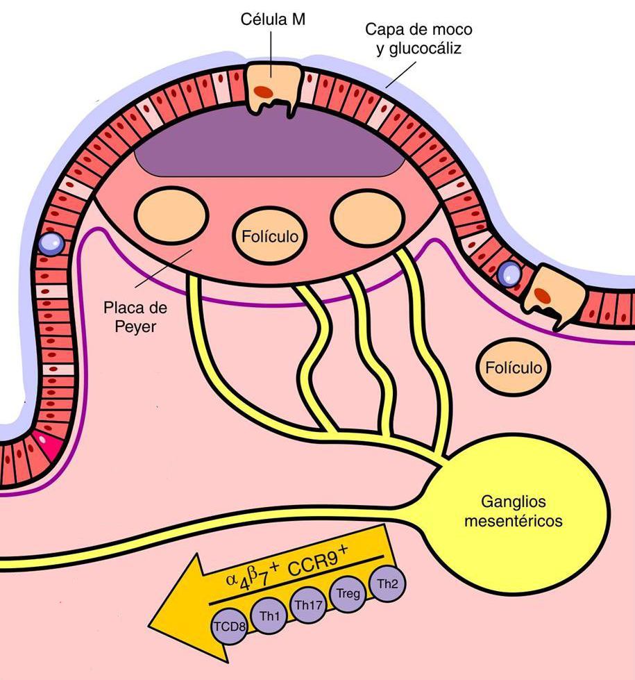 Activación de linfocitos T vírgenes en el GALT. Los LT vírgenes se activan en placas de Peyer o ganglios mesentéricos. Pueden diferenciarse en diferentes perfiles efectores.