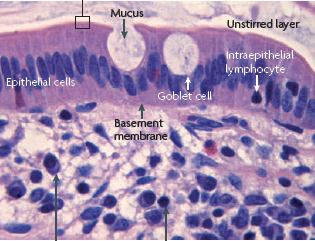 La superficie mucosa es extensa ( ~ 400 m2) y está cubierta por células epiteliales unión apical entre enterocitos Moco Capa de moco Células epiteliales linfocito intraepitelial Células