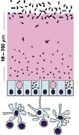 Cómo se previene el acceso de los patógenos a la superficie apical de los epitelios mucosos? 1. Secreciones mucosas (moco): Producido por las células de Globet.