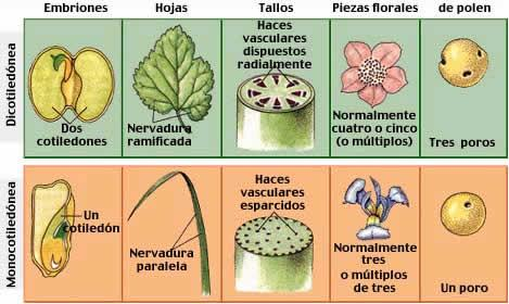 Dos grandes grupos de Angiospermas. 1. Plantas monocotiledóneas: Tiene una sola hoja de semilla o cotiledón. Ej. Los lirios, Palmas, orquídeas y gramíneas (zacates y pastos) 2.