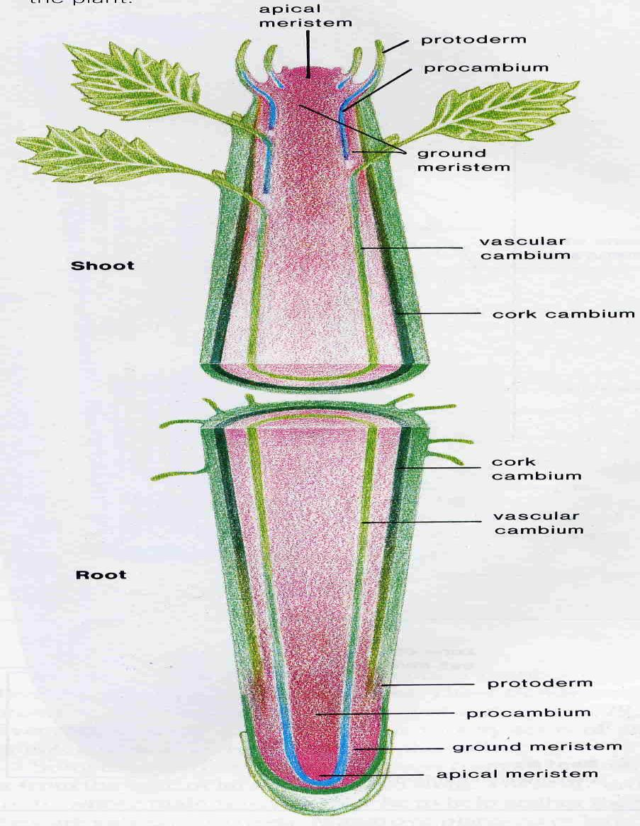 1, TEJIDO MERISTEMÁTICO Está constituido por células meristematicas. Los meristemos apicales (de la punta) están situados en los extremos de las raíces y los vástagos o ramas.