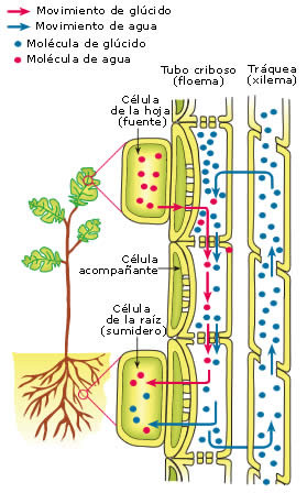 lugares de síntesis, fundamentalmente en las hojas, y los de almacenamiento al resto de la planta.