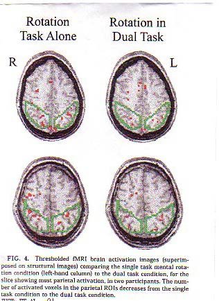 El mito de la multi-tarea Estudios con MRIf indican que simultanear dos tareas no relacionadas disminuye la actividad