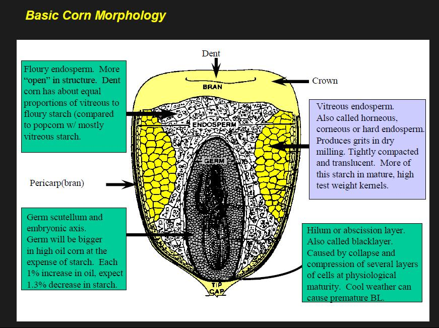 Morfología básica en el maíz Endospermo harinoso. Mas abierto en estructura.