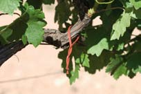 El cultivo. Cultivation. Abril/April. 14:25 h. En Heretat de Taverners tenemos como objetivo producir vinos que expresen y transmitan el viñedo, el clima, el terroir y las uvas de donde procede.