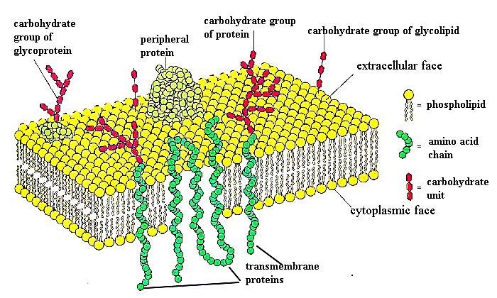 Proteínas: Conformadas por Glucoproteínas. Tipos de proteínas: Integrales (toda la membrana): proporcionan canales estructurales (poros), proteínas transportadoras, enzimas.