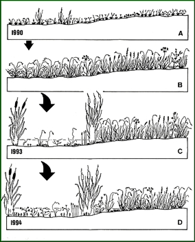 Figura 3-. Dinamismo de la vegetación relacionado con los sucesivos periodos de inundación.