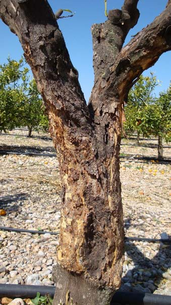 Psoriasis escamosa Tampoco es conveniente injertar árboles con