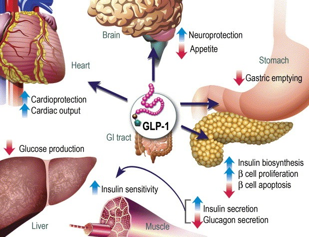 Corazón Cardioprotección Output cardíaco Cerebro Neuroprotección Apetito Estómago Vaciamiento Gástrico Producción de glucosa GI