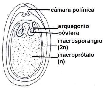 FORMACIÓN DE LOS GAMETOFITOS MADUROS En la división Gimnospermas La célula haploide que queda se divide numerosas veces por Mitosis y forma el macroprótalo multicelular haploide (= saco embrionario