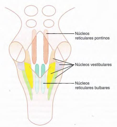 Localización de los núcleos reticulares y vestibulares La figura muestra la localización de los núcleos reticulares y vestibulares en el tronco del encéfalo.
