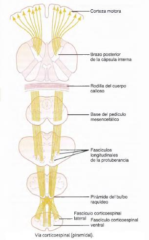Fascículo corticoespinal (vía piramidal) La vía de salida más importante de la corteza motora es el fascículo corticoespinal, también llamado vía piramidal, El 30% más o menos de este fascículo nace