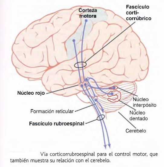 El núcleo rojo actúa como una vía alternativa para transmitir señales corticales a la médula espinal El núcleo rojo, situado en el mesencèfalo, funciona en íntima asociación con la vía corticoespinal.