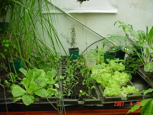 La hidroponía o agricultura hidropónica es un método utilizado para cultivar plantas usando soluciones minerales en vez de suelo agrícola, la hidroponía crece