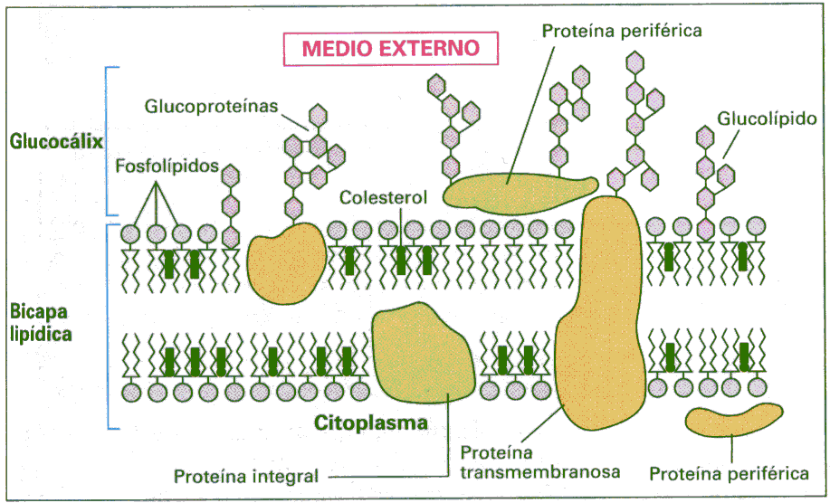 ESTRUCTURA DE LA MEMBRANA PLASMÁTICA Modelo del mosaico fluido (Singer y Nicholson) Está formada por una doble capa de lípidos y proteínas.