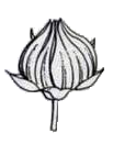 a b Linum usitatissimum: a. parte superior del tallo florífero mostrando las hojas simples alternas y las flores con cinco pétalos; b. fruto, cápsula globosa, sustentada por restos del cáliz.