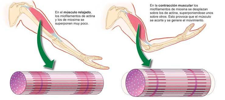a) idea C Esquema representativo del tejido muscular y de la contracción muscular http://www.aula2005.com/html/cn3eso/14locomotor/14locomotores.