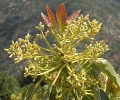 Avances en investigación sobre el comportamiento productivo del aguacate (Persea americana Mill.) bajo condiciones subtropicales 115 Figura 1.
