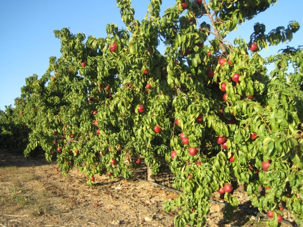 3. Melocotonero (Prunus persica (L.) Batsch) El melocotonero, junto con el peral y el manzano, es uno de los frutales más extendidos en la Huerta de Lleida.