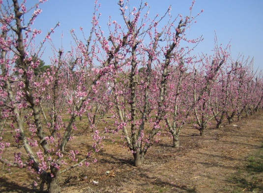 Fig. 3.3. Tronco y ramas Fig. 3.4. Ramos en invierno Fig. 3.5. Yemas en un nudo. La floración se produce a mediados de marzo. Las flores son de color rosado (Fig. 3.8).