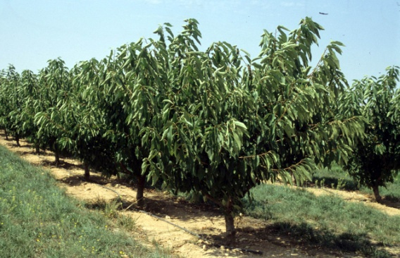4. Cerezo (Prunus avium L.) El árbol alcanza gran tamaño si crece libre, llegando a los 12 metros o más de altura. La copa es globosa adquiriendo un aspecto péndulo con la edad (Fig. 4.1).
