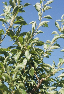Fig. 5.3. Tronco y ramas. Fig. 5.4. Ramos vegetativos y fructíferos. Las hojas adultas son, en general, ovaladas y terminan en punta (Fig. 5.6), aunque en algunos ciruelos europeos son algo más redondeadas.
