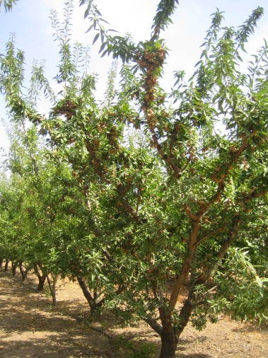 7. Almendro (Prunus amygdalus Batsch) El árbol alcanza un tamaño de 8-10 metros si crece libre, algo más que el melocotonero.