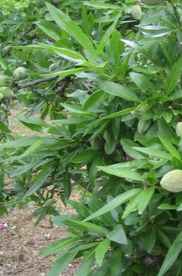 Fig. 7.3. Tronco y ramas. Fig. 7.4. Ramos vegetativos y fructíferos. Las hojas adultas son lanceoladas, en general alargadas y puntiagudas, aunque en alguna variedad son algo más anchas.