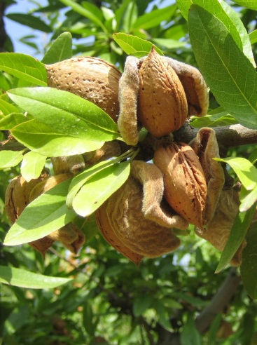 El fruto es ovoidal, ligeramente alargado y tiene un color verde grisáceo (Fig. 7.9).