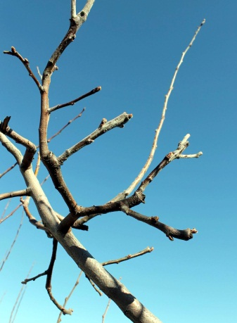 8. Membrillero (Cydonia oblonga L.) El árbol es pequeño, alcanza un tamaño de 4-5 metros si crece libre y puede presentar forma arbustiva.