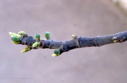 10. Higuera (Ficus carica L.) El árbol puede alcanzar una altura de más de 10 metros si crece libre. También puede presentar otros troncos crecidos posteriormente que rejuvenecen la planta (Fig. 10.1).