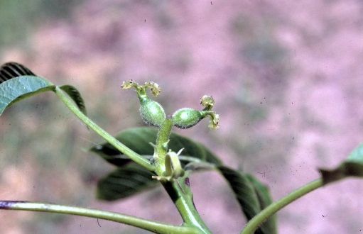 Las yemas de flor masculinas dan lugar a una inflorescencia (amento) de unos 8-10 cm de longitud, con unas 100 flores muy pequeñas sin pétalos (Fig. 11.6).