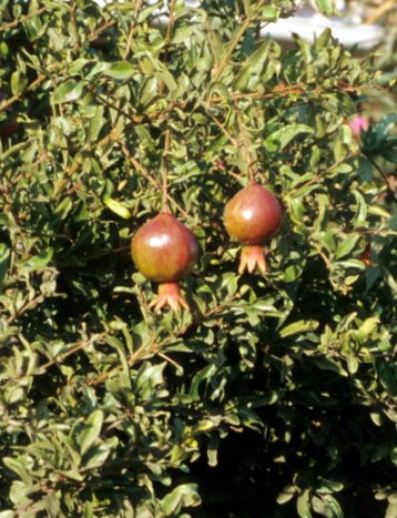 receptáculo en forma de copa alargada (Fig. 13.7), de color rojo-purpura, con sépalos gruesos en el extremo y con 5-8 pétalos de color rojo-anaranjado. Fig. 13.5. Hojas. Fig. 13.6. Floración.