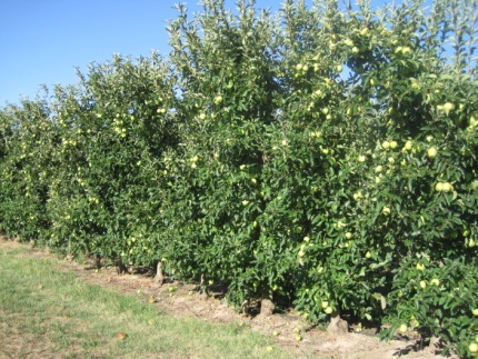 2. Manzano (Malus x domestica Bork) El manzano es, junto con el peral y el melocotonero, uno de los frutales más comunes y extendidos de la Huerta de Lleida.