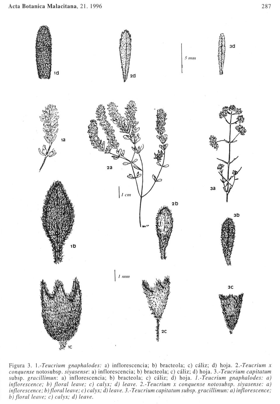 gracillimun: a) inflorescencia; b) bracteola; c) cáliz; d) hoja. 1.-Teucrium gnaphalodes: a) inflorescence; b) floral leave; c) calyx; d) leave. 2.