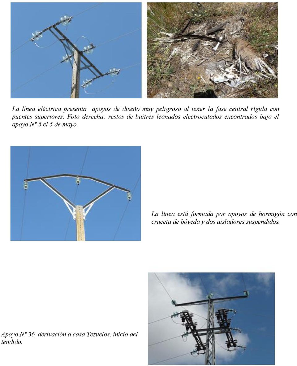 Foto derecha: restos de buitres leonados electrocutados encontrados bajo el apoyo Nº 5 el 5