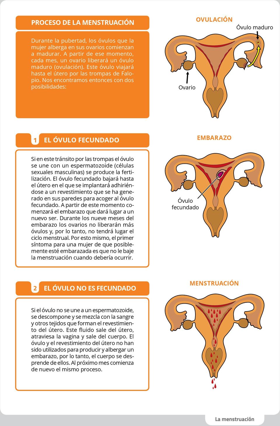Nos encontramos entonces con dos posibilidades: Ovario 1 El óvulo fecundado embarazo Si en este tránsito por las trompas el óvulo se une con un espermatozoide (células sexuales masculinas) se produce