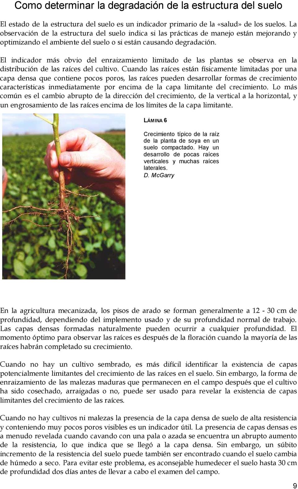 El indicador más obvio del enraizamiento limitado de las plantas se observa en la distribución de las raíces del cultivo.