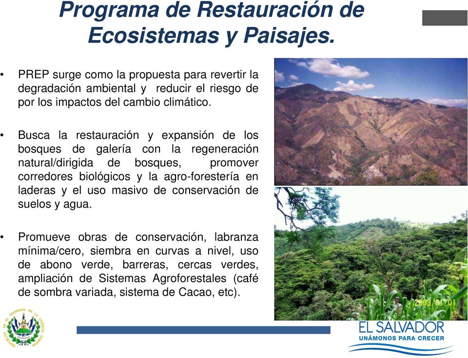 Busca la restauración y expansión de los bosques de galería con la regeneración natural/dirigida de bosques, promover corredores biológicos y la
