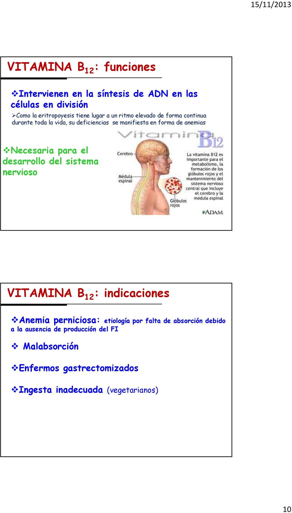Necesaria para el desarrollo del sistema nervioso VITAMINA B 12 : indicaciones Anemia perniciosa: etiología por falta