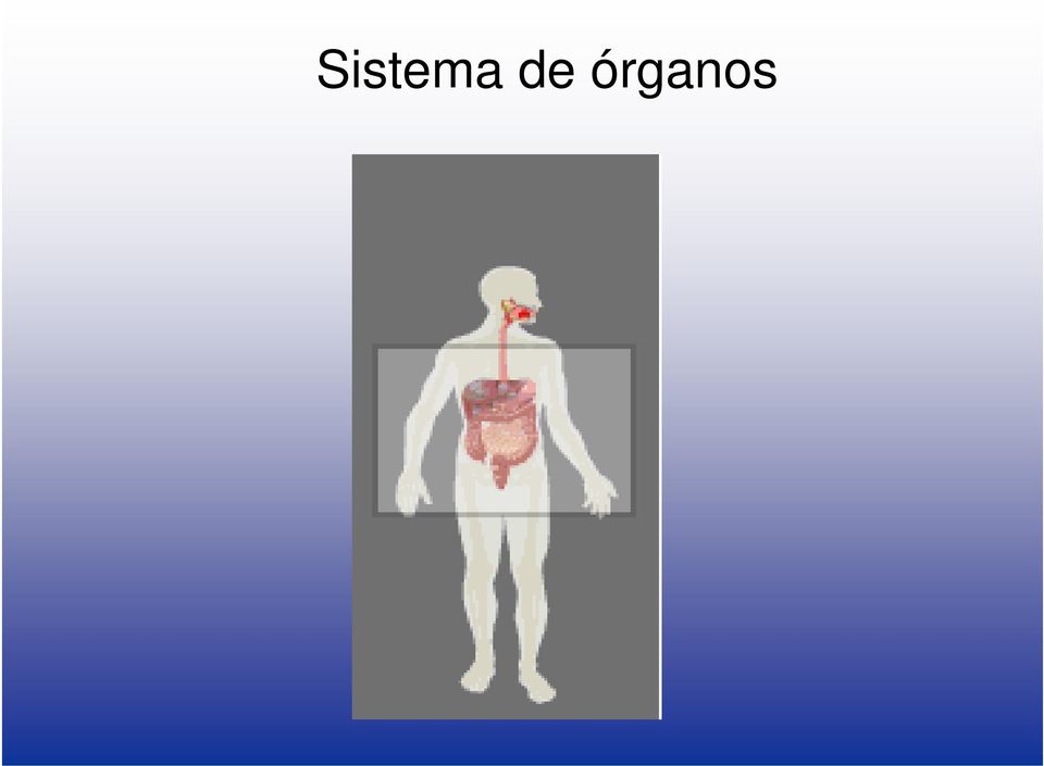 órganos