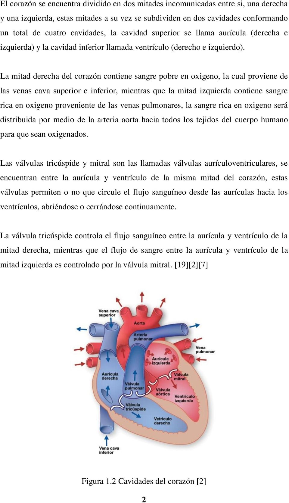 La mitad derecha del corazón contiene sangre pobre en oxigeno, la cual proviene de las venas cava superior e inferior, mientras que la mitad izquierda contiene sangre rica en oxigeno proveniente de