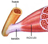 Músculos Estructura Músculo Parte roja Blanda Contráctil