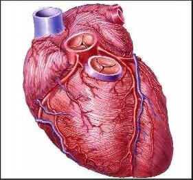 Clasificación Músculos (tipo) Músculo Cardiaco De