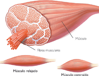 Clasificación Músculos (tipo) Músculo Estriado Sarcómeros Fibras