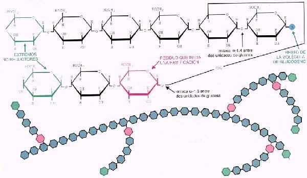 Polisacáridos Estructura Unión de varios monosacáridos mediante el enlace O- glucosídico, formando una