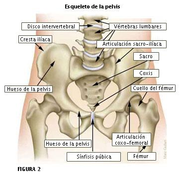 El esqueleto apendicular Extremidad