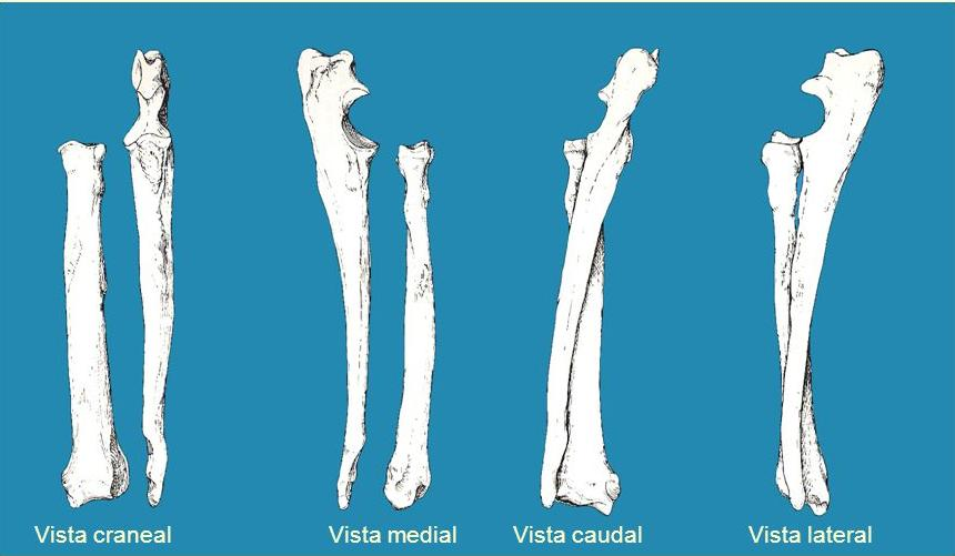 Huesos del tórax Escápula.