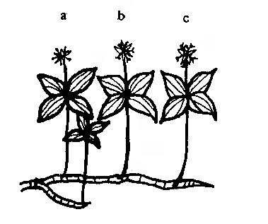 Figura 12: Esquema de una planta rizomatosa; a, b, c las ramas floríferas que se han formado como ramas laterales, en tres años consecutivos, el eje principal continua el crecimiento monopódico.